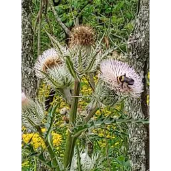 White Milk Thistle